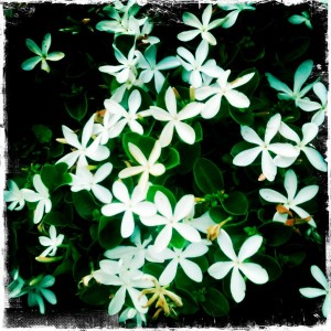 Hipstamatic Flowers (Photo by Sara Rychtarik)